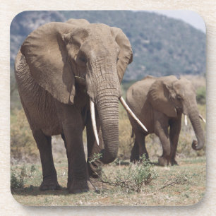 Porta-copo Elefante mãe caminhando com filhote de elefante