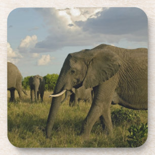 Porta-copo Elefantes africanos pastando, Loxodonta africana,