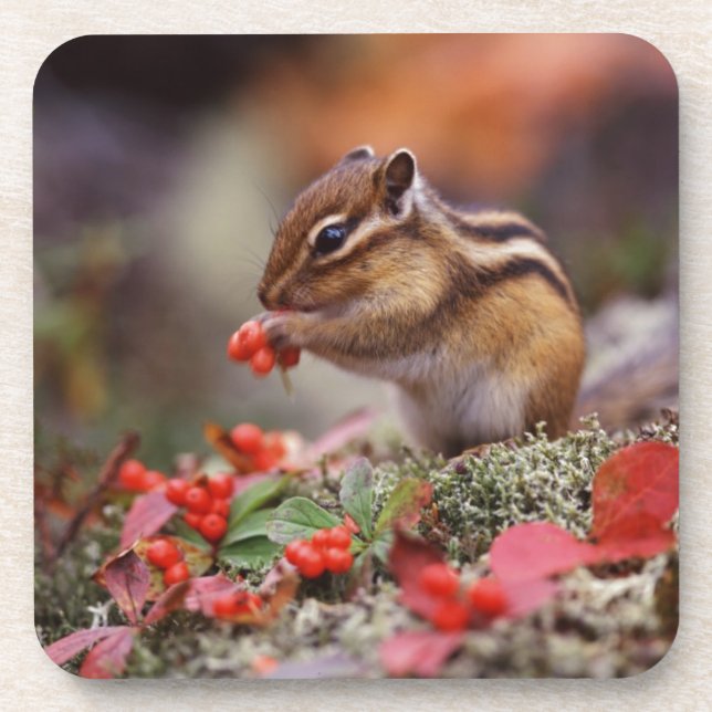 Porta-copo Esquilo (Frente)