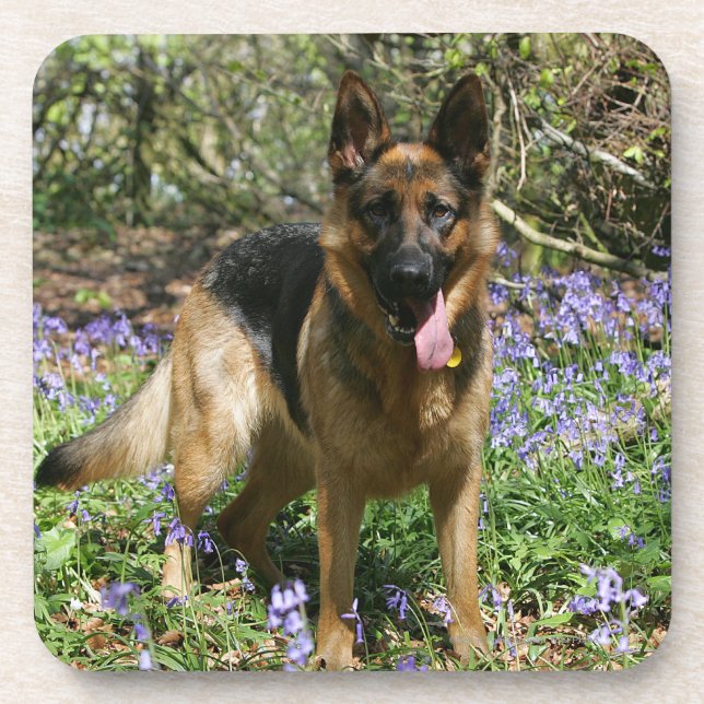 Porta-copo Estabelecimento do german shepherd (Frente)