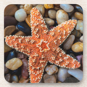 Porta-copo Estrela do mar em rochas