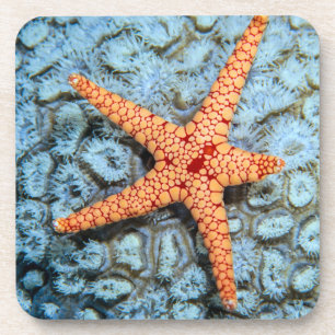 Porta-copo Estrela do mar em um coral com Polips