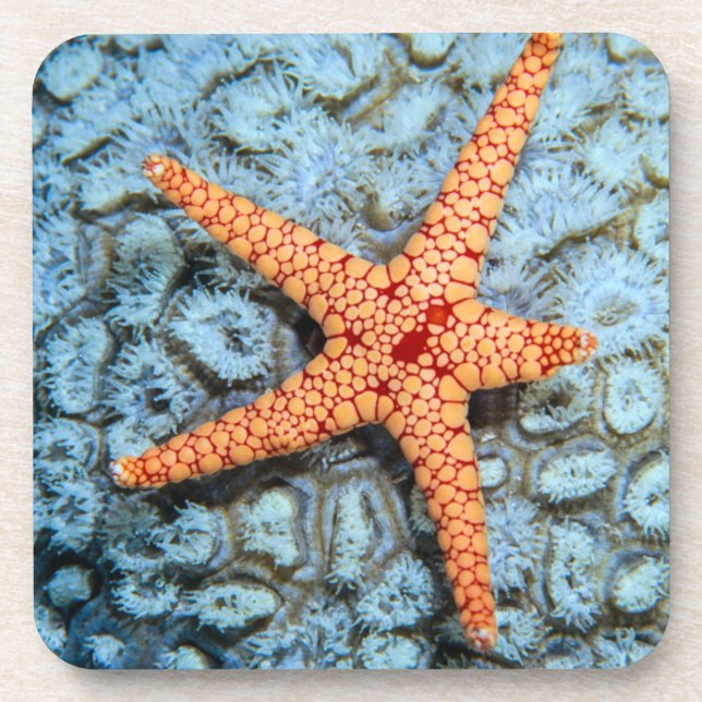 Porta-copo Estrela do mar em um coral com Polips (Frente)