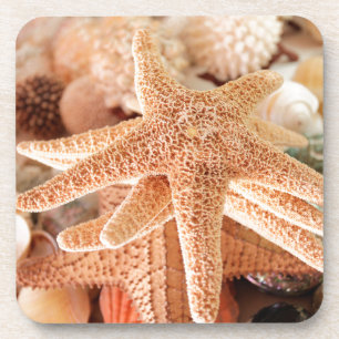 Porta-copo Estrelas-do-mar secas vendidas como lembranças 2