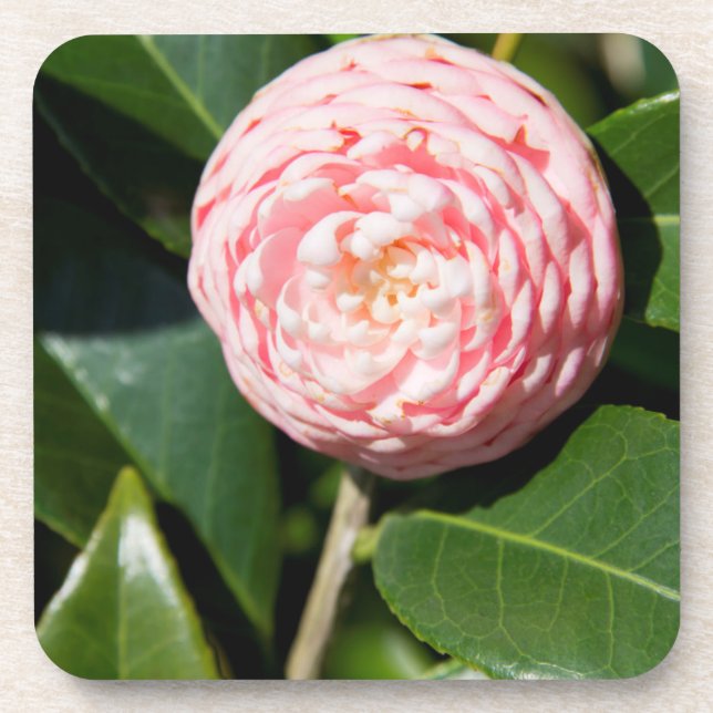 Porta-copo EUA, Alabama, Theodore perto de Mobile (Frente)