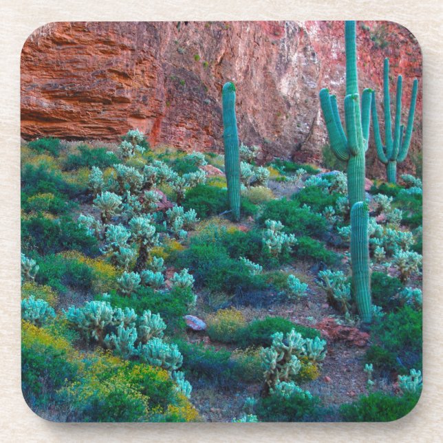 Porta-copo EUA, Arizona. Flora do Deserto (Frente)