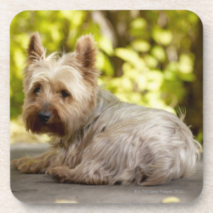 Porta-copo EUA, Colorado, yorkshire terrier que encontra-se