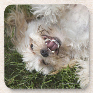 Porta-copo EUA, Florida, Ponte Vedra Beach