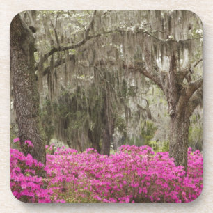 Porta-copo EUA, Geórgia, Savannah, Primavera no Histórico