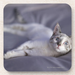 Porta-copo EUA, Iowa, retrato do gatinho novo 2