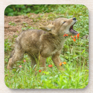 Porta-copo EUA, Minnesota, Sandstone, Minnesota Wildlife 17