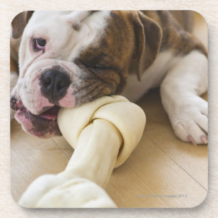 Porta-copo EUA, New-jersey, Jersey City, filhote de cachorro