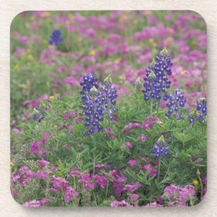 Porta-copo EUA, Texas Hill Country. Bluebonnets entre phlox