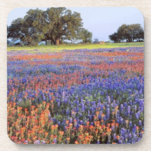Porta-copo EUA, Texas, Llano. Bluebonnets e redbonnets