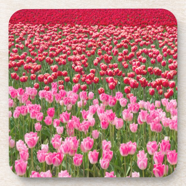 Porta-copo EUA, Washington. Campo de Tulipas Multicoloridas (Frente)