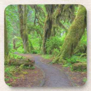 Porta-copo EUA, Washington, Parque Nacional Olímpico, Chuva d