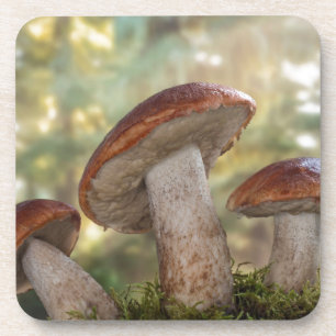 Porta-copo EUA, Washington, Seabeck. Leccinum Insigne