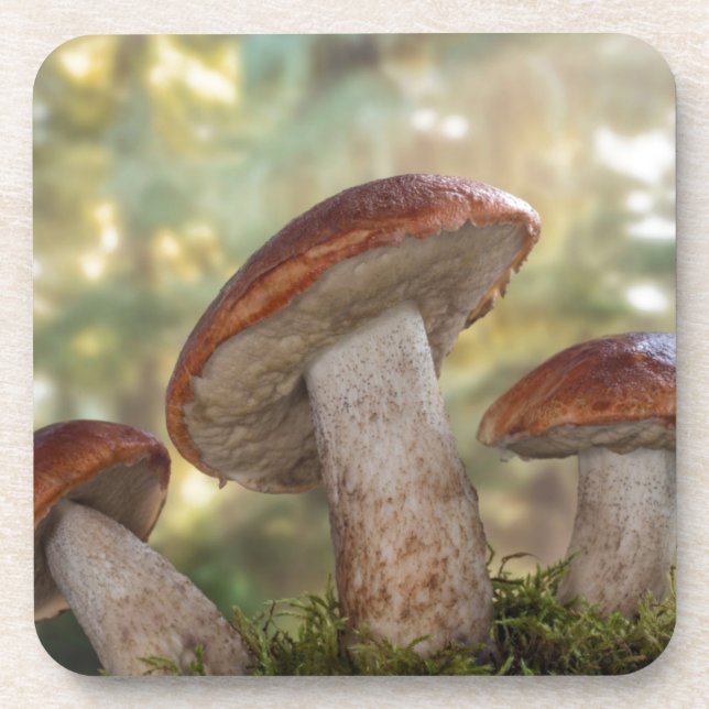 Porta-copo EUA, Washington, Seabeck. Leccinum Insigne (Frente)