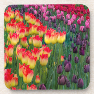 Porta-copo EUA, Washington. Tulipas em Flor 2