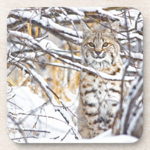 Porta-copo EUA, Wyoming, lince que senta-se em coberto de