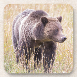 Porta-copo EUA, Wyoming, Parque Nacional de Yellowstone, Urso