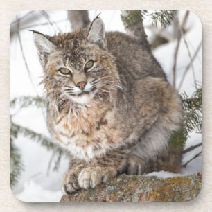 Porta-copo EUA, Wyoming, Parque Nacional Yellowstone, Bobcat 