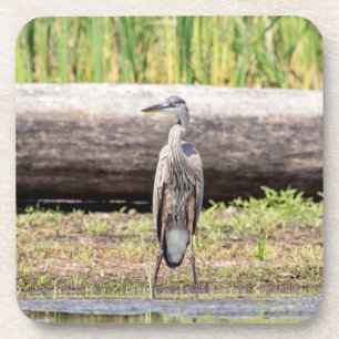 Porta-copo Excelente Blue Heron no lago Champlain