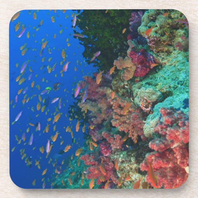 Porta-copo Fadas-besugos (Pseudanthias (Frente)