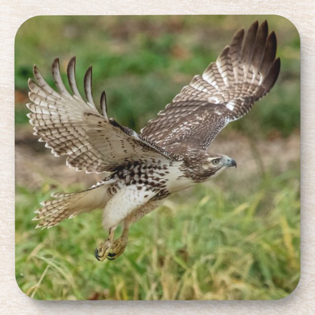 Porta-copo Falcão-de-cauda-vermelha imaturo (Frente)