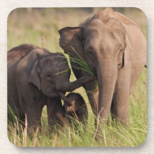 Porta-copo Família de Elefantes Asiáticos Indianos na Savana