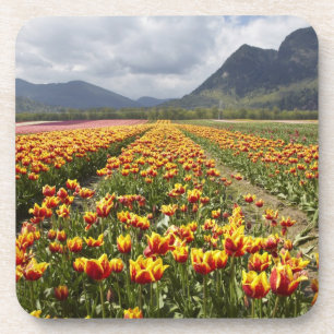 Porta-copo Fazenda Tulip perto de Agassiz, Colúmbia Britâni
