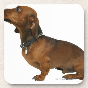 Porta-copo Feche acima de um dachshund