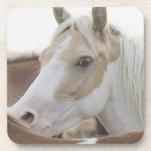 Porta-copo Feche acima de um rebanho dos cavalos 2