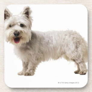 Porta-copo Feche acima de um terrier