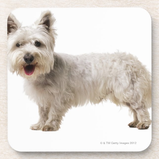 Porta-copo Feche acima de um terrier (Frente)