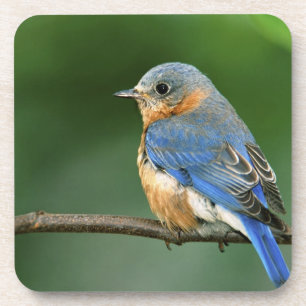 Porta-copo Female Eastern Bluebird, Sialia sialis