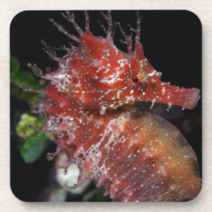 Porta-copo Fêmea Begur do pônei do cavalo marinho  