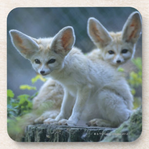 Porta-copo Fennek (zerda) W�_stenfuchs do Vulpes, Fennec