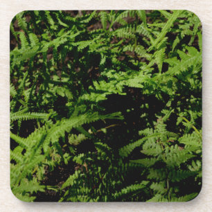 Porta-copo Ferns do Chão da Floresta