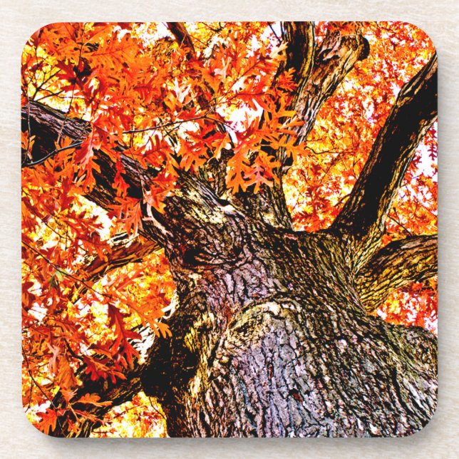 Porta-copo Fiery Oak (Frente)
