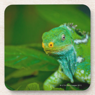 Porta-copo Fiji crested a iguana, parque de Kula Eco, Viti