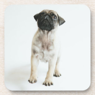 Porta-copo Filhote de cachorro bonito do Pug
