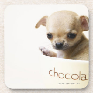 Porta-copo Filhote de cachorro da chihuahua na bacia