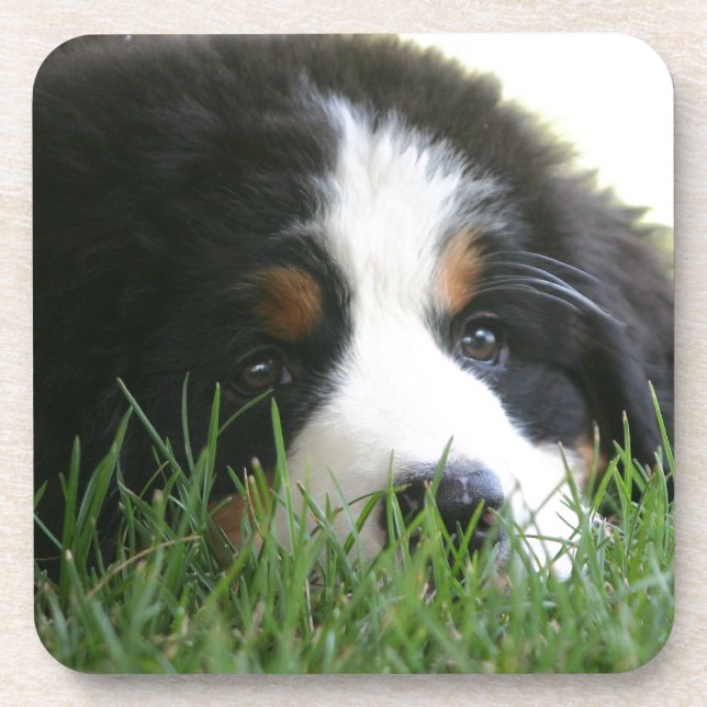 Porta-copo Filhote de cachorro de Bernese (Frente)