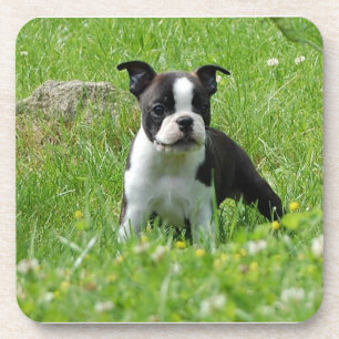 Porta-copo Filhote de cachorro de Boston Terrier no grupo da