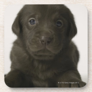 Porta-copo Filhote de cachorro de Brown, retrato, fim-acima