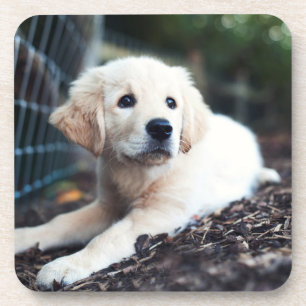 Porta-copo Filhote de cachorro de Labrador que joga no jardim