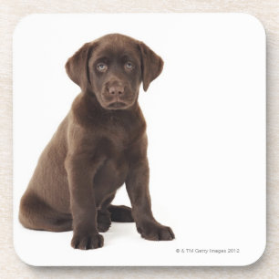 Porta-copo Filhote de cachorro de labrador retriever do