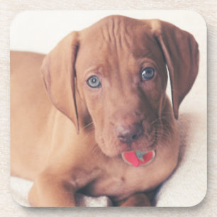 Porta-copo Filhote de cachorro de Vizsla do Hungarian