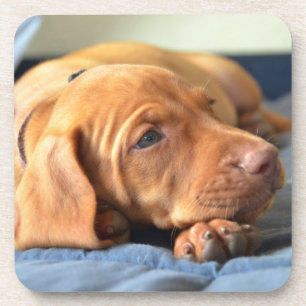 Porta-copo Filhote de cachorro de Vizsla que descansa em sua
